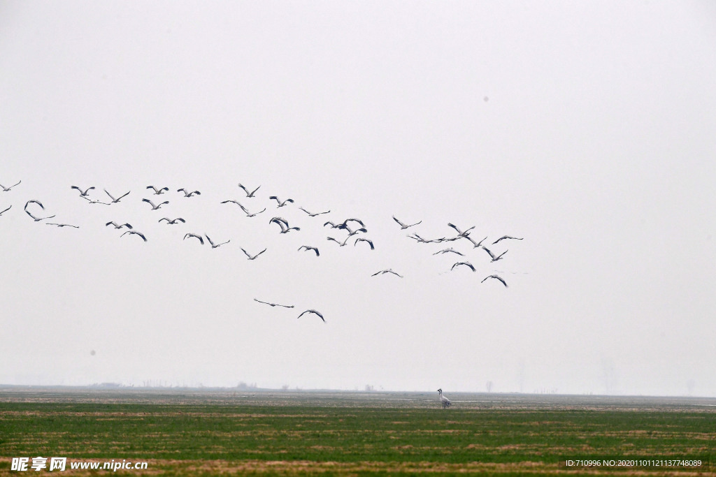 河南黄河湿地现万鸟飞临景观