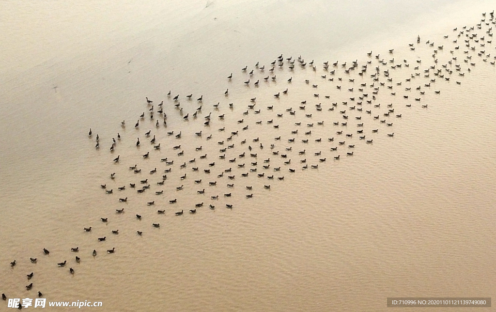河南黄河湿地万鸟