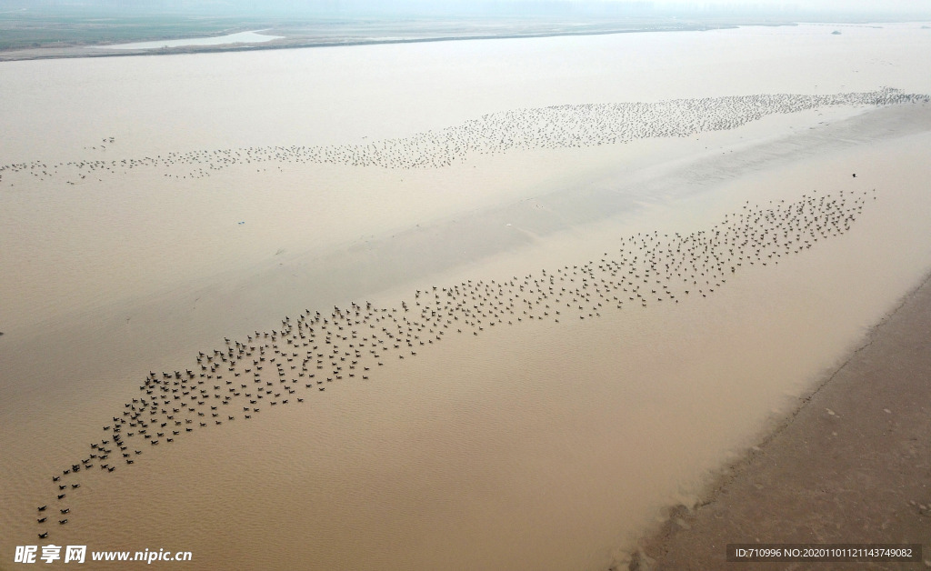 河南黄河湿地现万鸟飞临景观