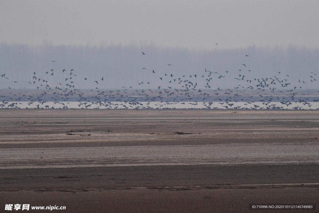 河南黄河湿地现万鸟飞临景观