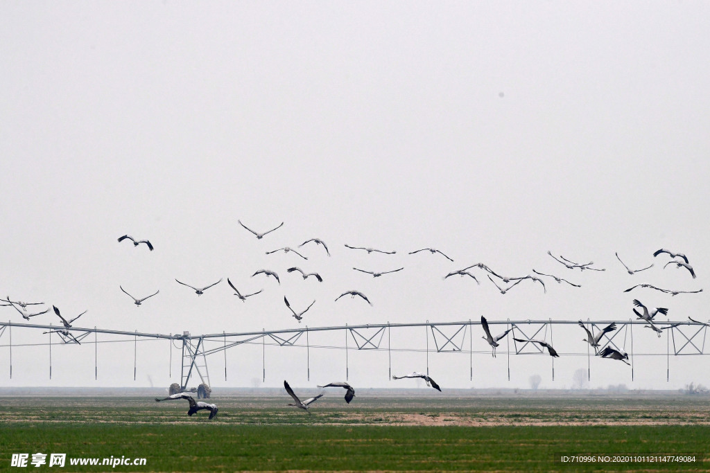 河南黄河湿地现万鸟飞临景观