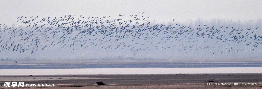 河南黄河湿地现万鸟飞临景观