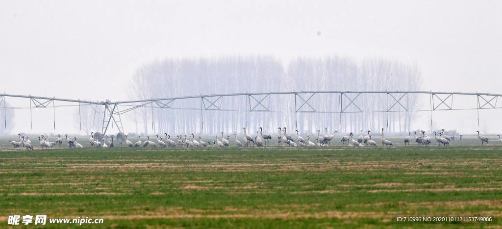 河南黄河湿地万鸟