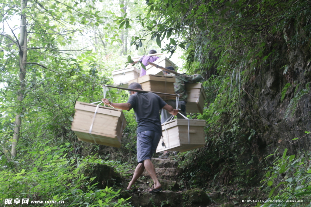 蜜蜂基地 蜜蜂养殖场