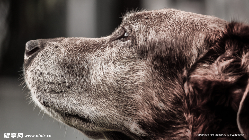 棕色的狗 动物 犬 特写 狗