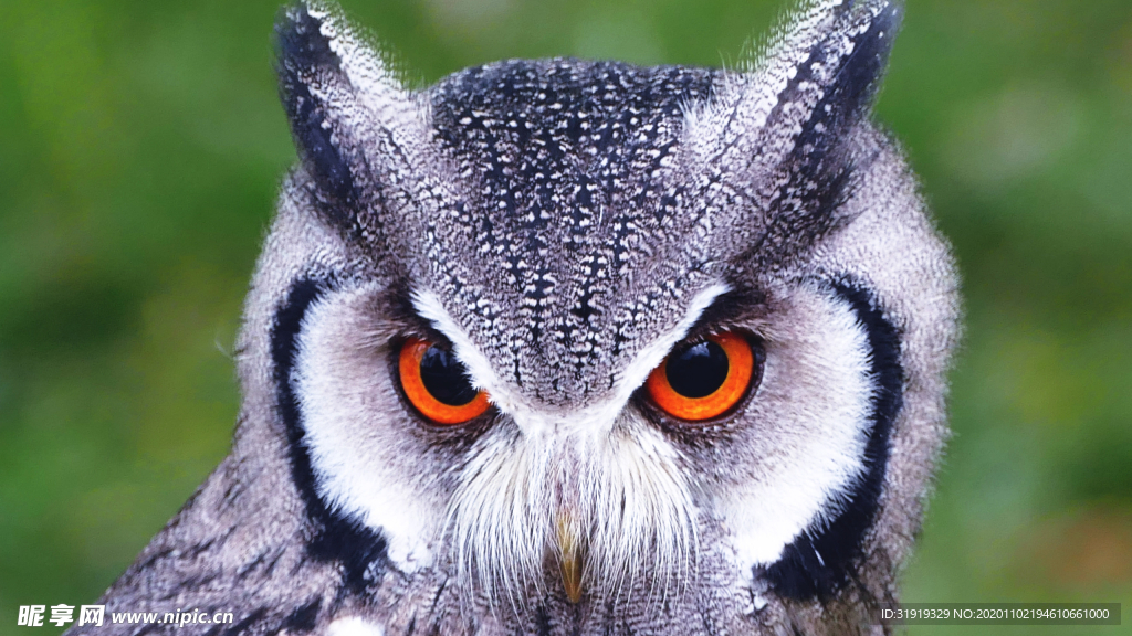 射击 猫头鹰鸟 特写 猫头鹰