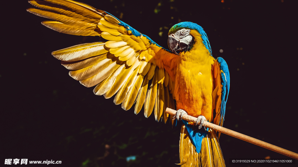 鹦鹉 黄金刚鹦鹉 鸟 动物