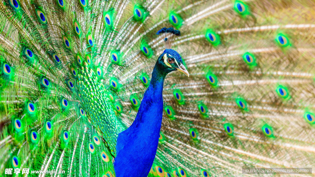 孔雀 鸟 羽毛 异国情调 亮