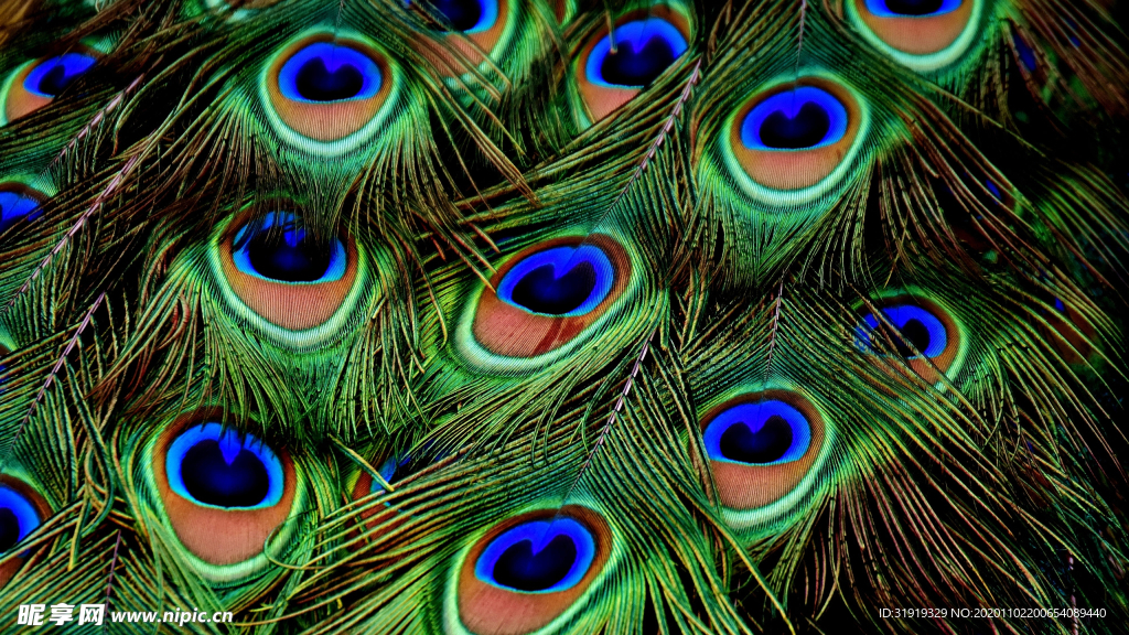 宏观照片 孔雀羽毛 羽毛 虹彩