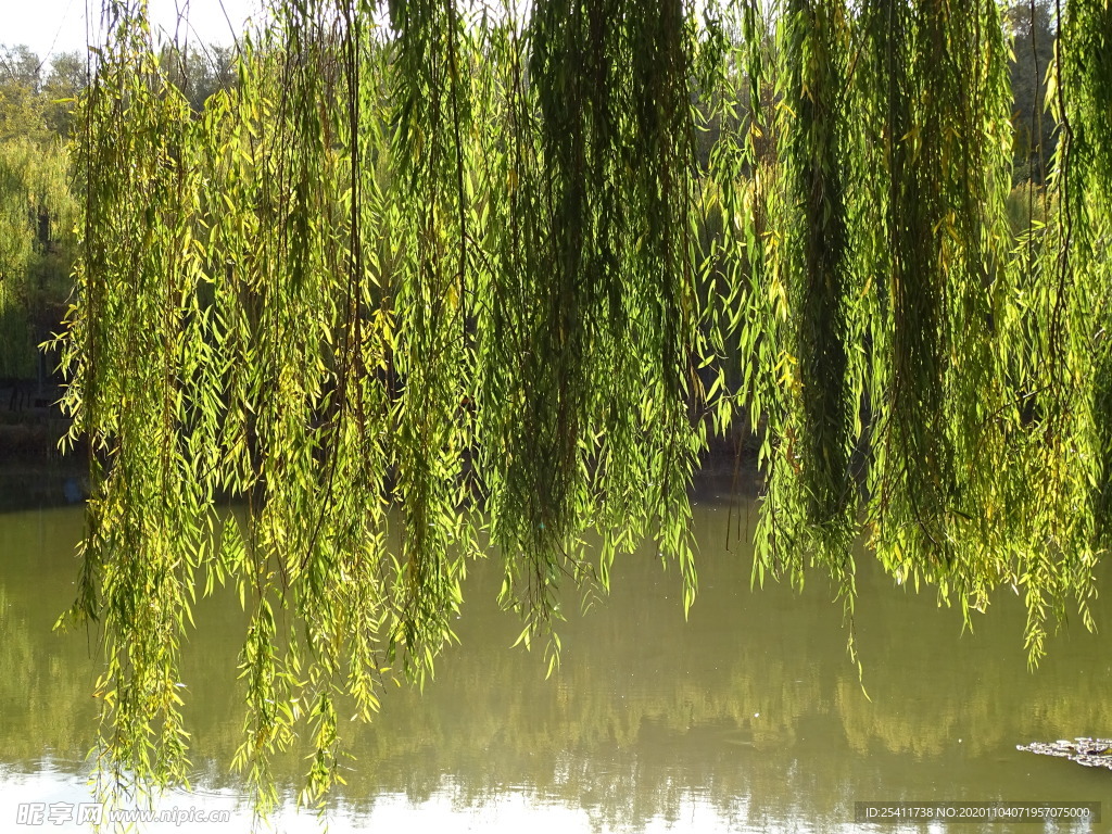 绿柳美景