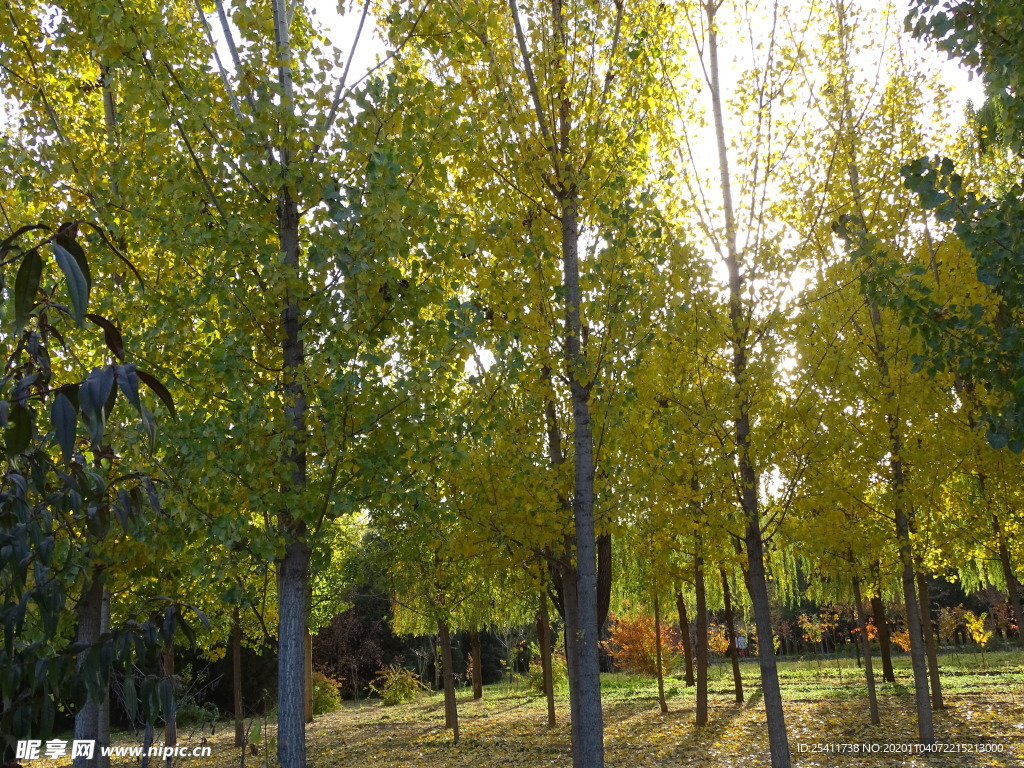 阳光下的梧桐树