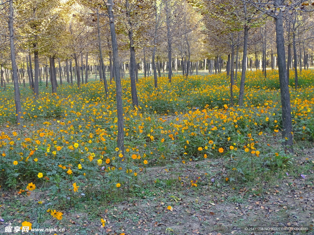 树林里的小黄花