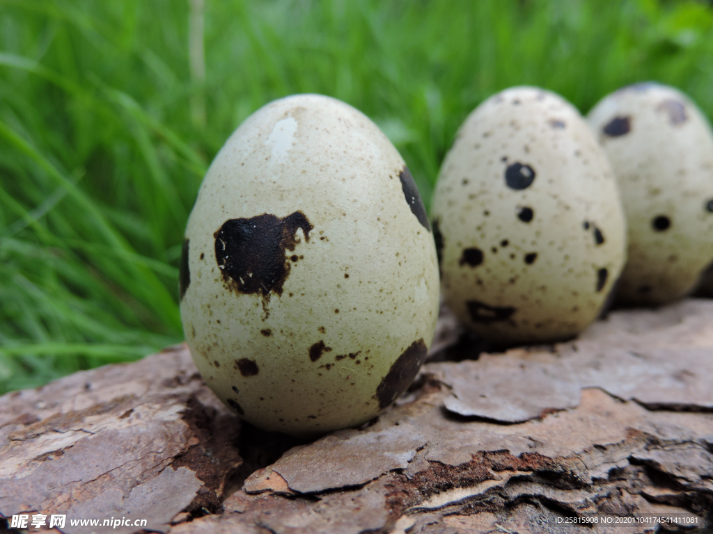 鹌鹑蛋