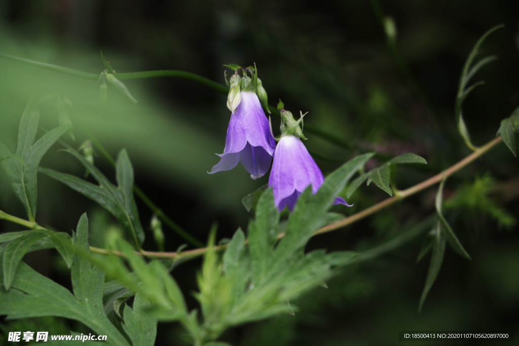 野花 山间花