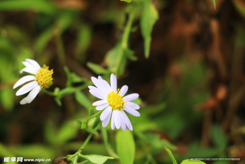 狗娃花山间野花