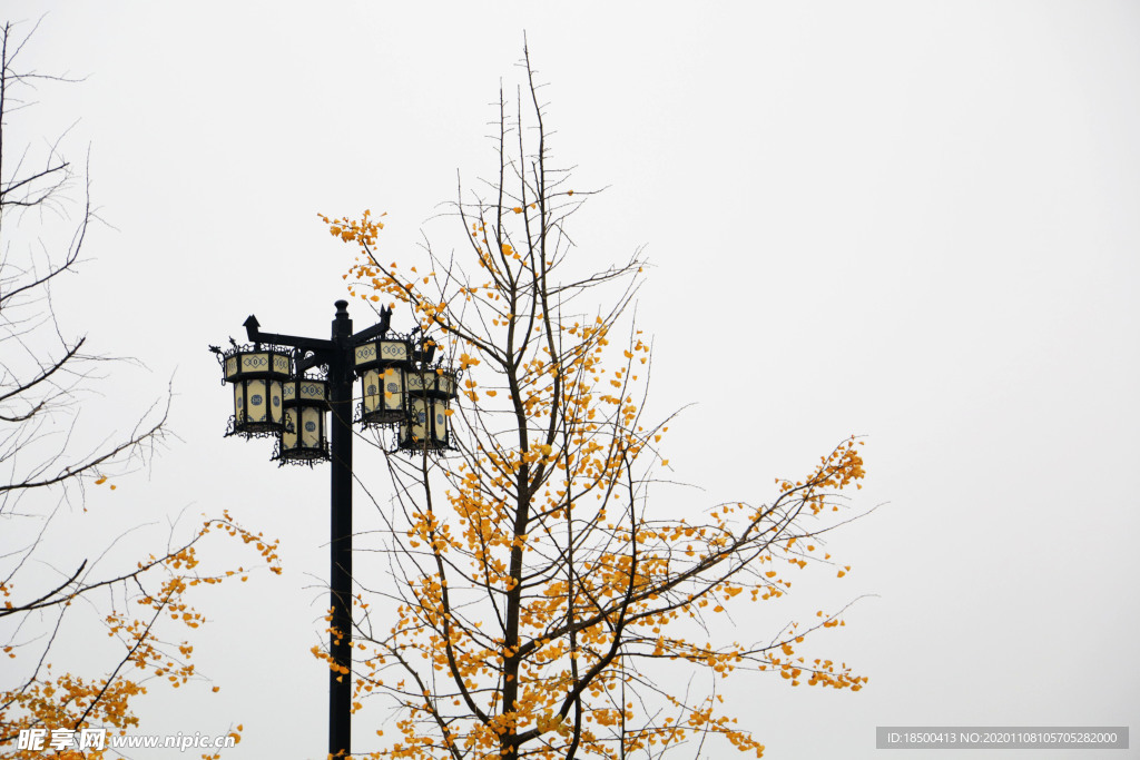 银杏树和路灯