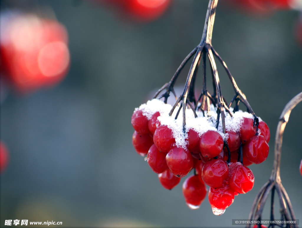 水滴 食物 新鲜 成熟 浆果
