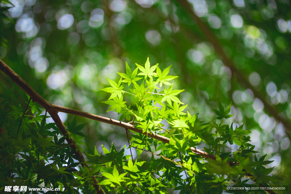 绿色枫叶