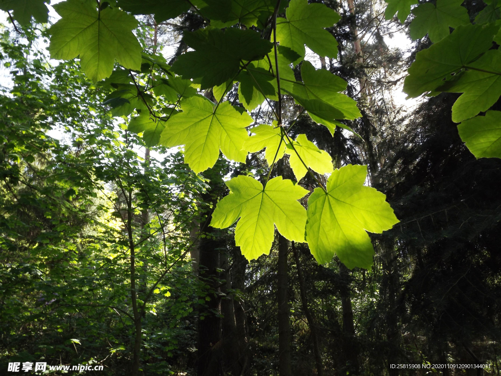 绿色枫叶