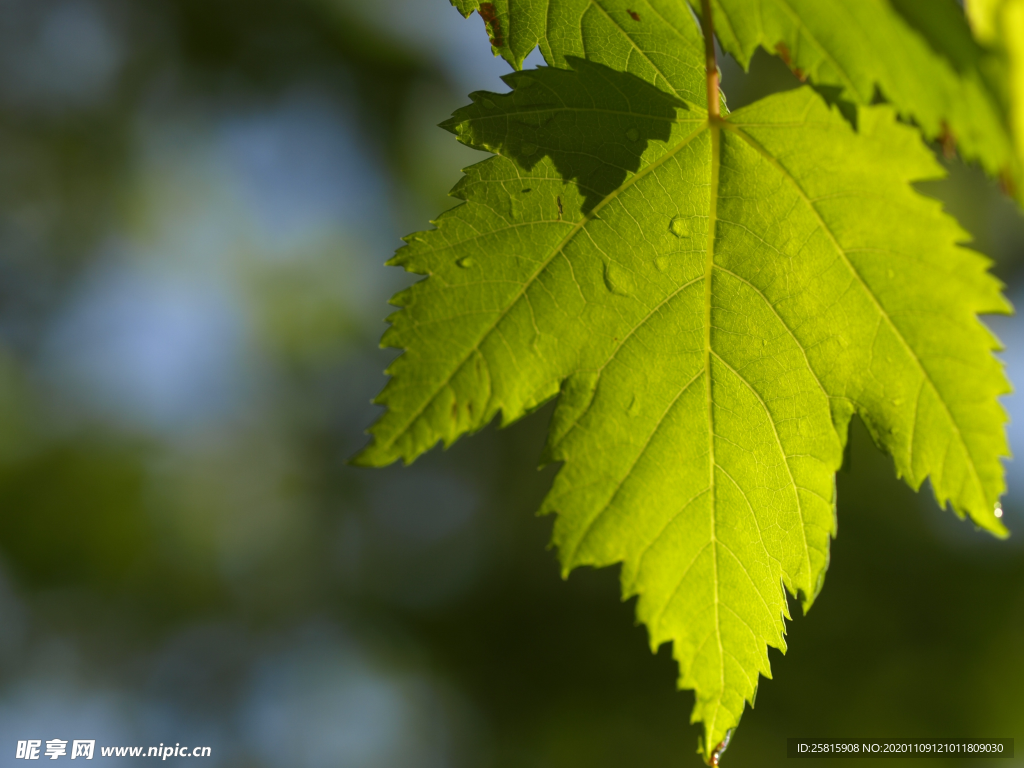 绿色枫叶