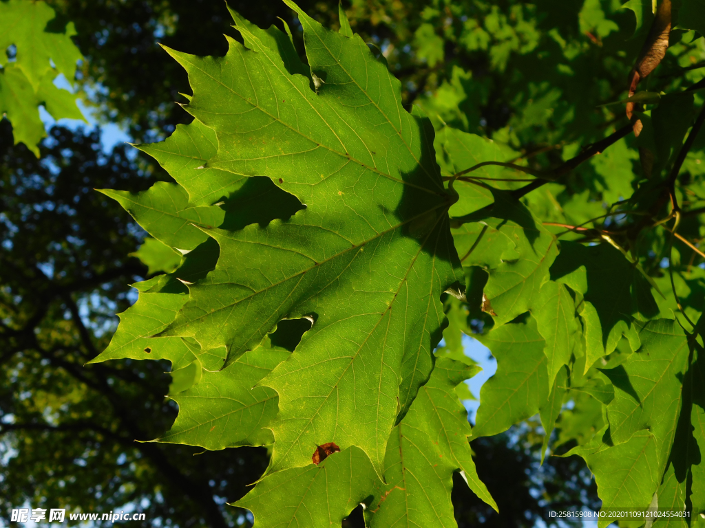 绿色枫叶