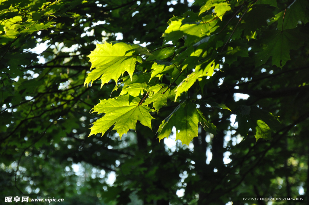 绿色枫叶