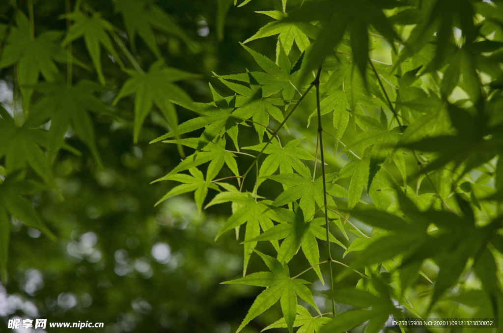 绿色枫叶