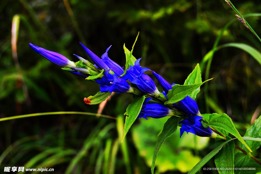 龙胆 三花龙胆 小清新 清新