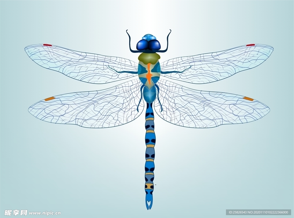蜻蜓 矢量