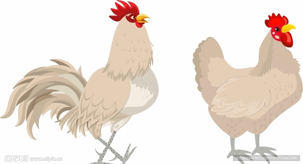 白鸡 矢量
