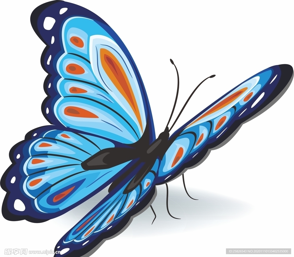 蝴蝶 矢量