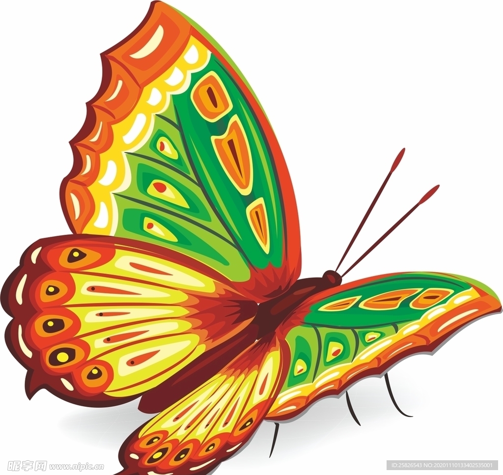 蝴蝶 矢量