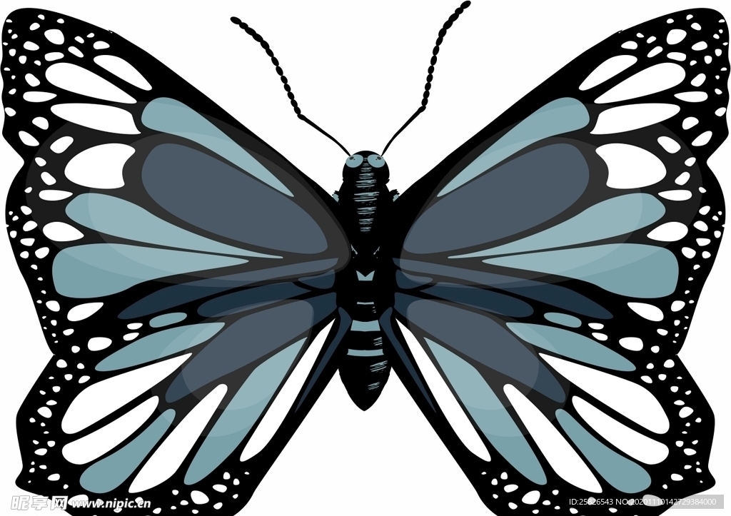 蝴蝶 矢量
