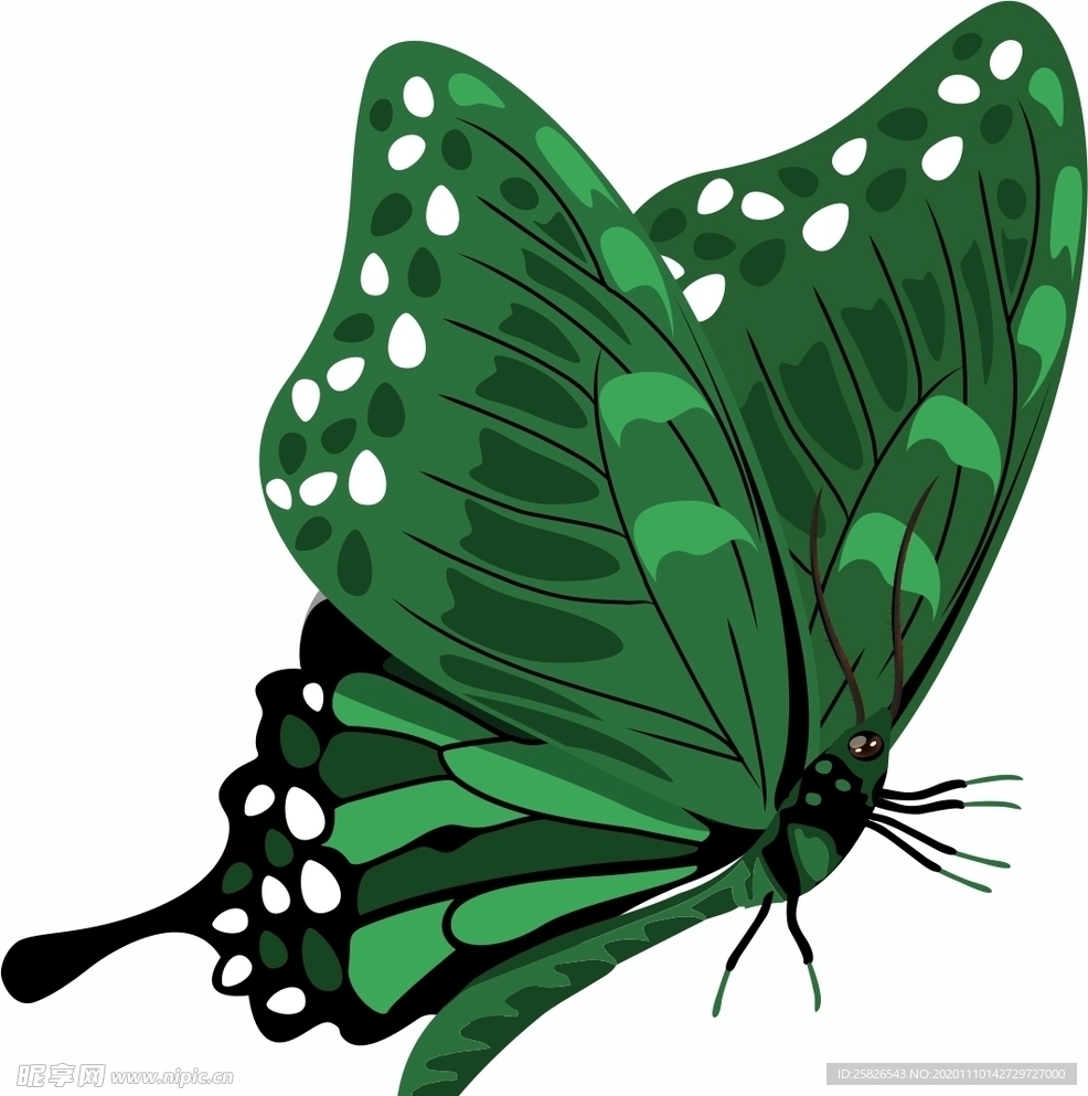 蝴蝶 矢量