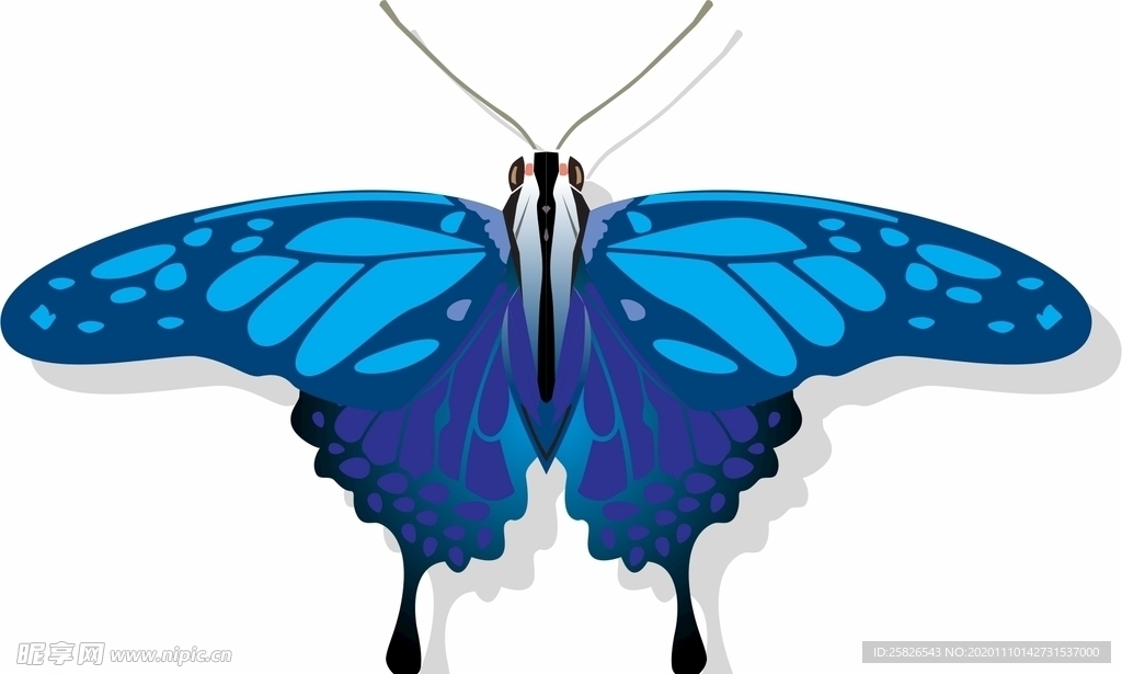 蝴蝶 矢量