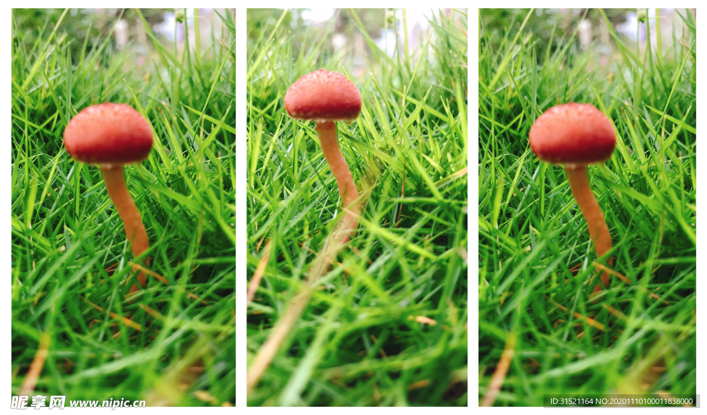 小蘑菇三连拍微距拍摄拼图