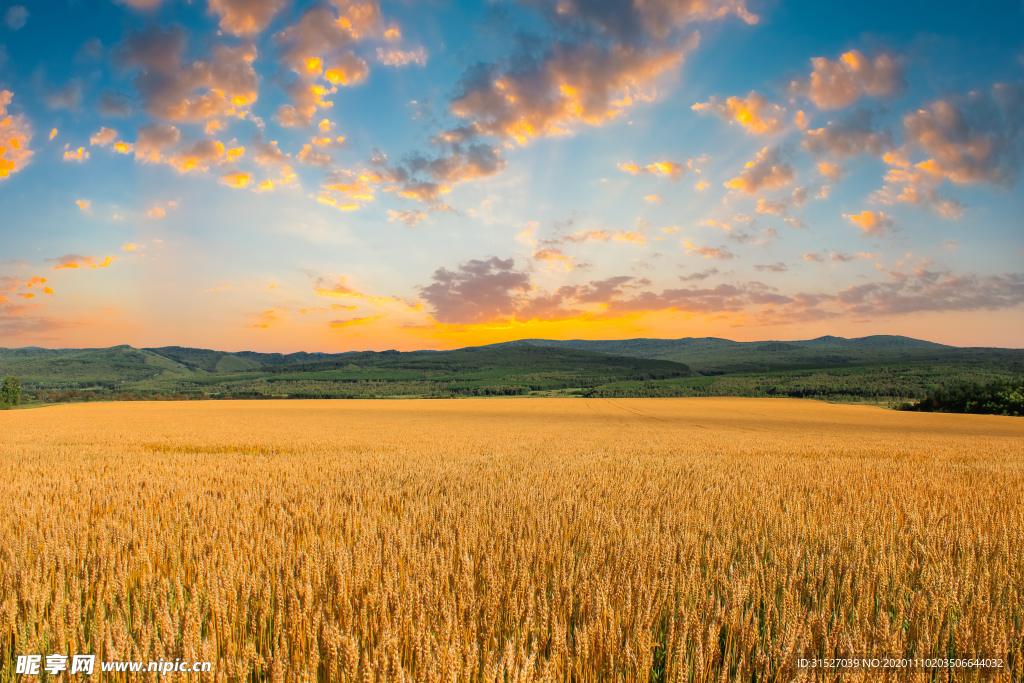 黄昏下的金色麦田