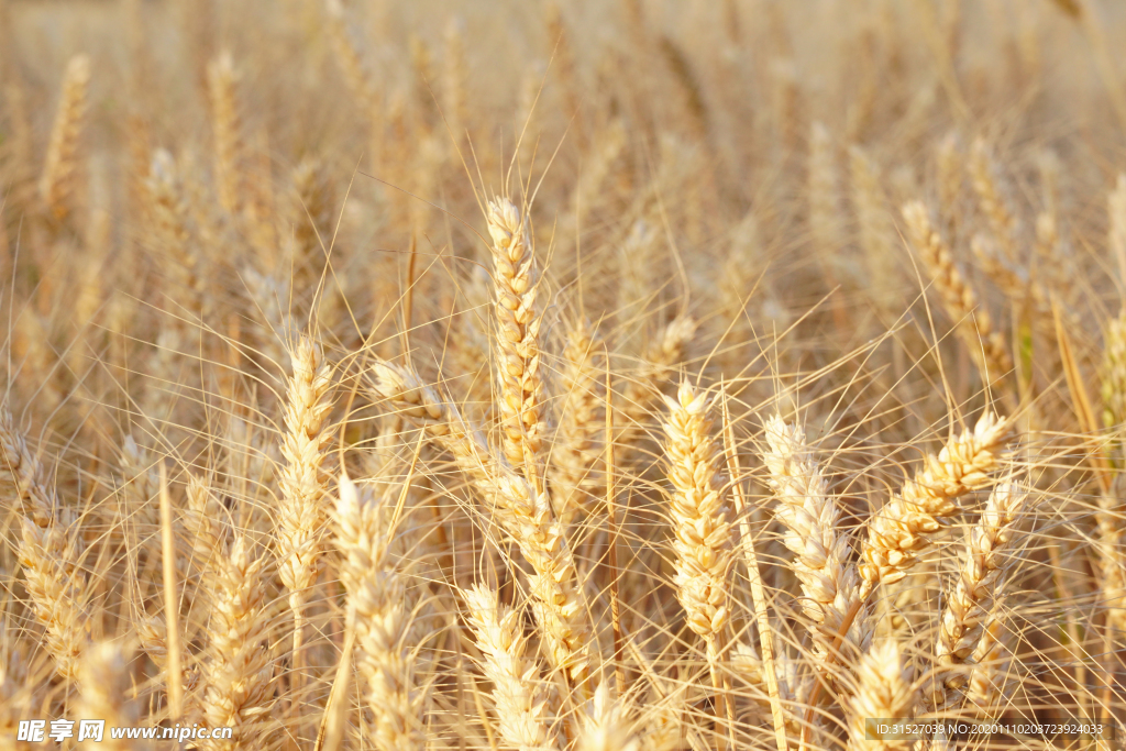 金黄色麦穗特写