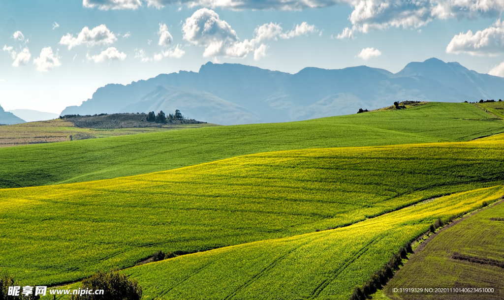 农村 农场 农田  草