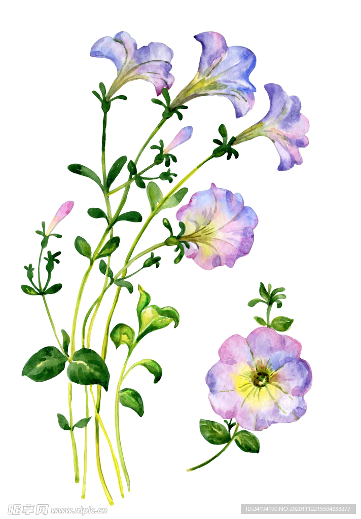 喇叭花