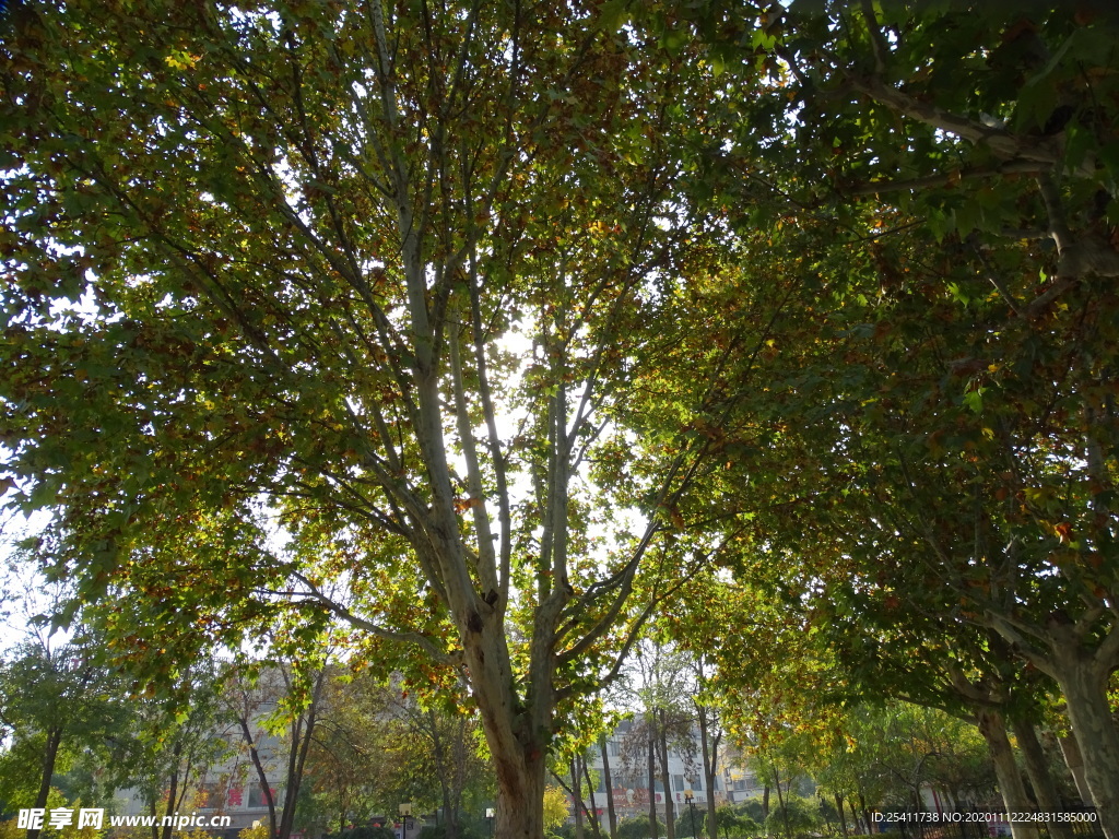 阳光照耀秋天树