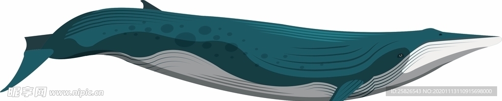 矢量鲸鱼