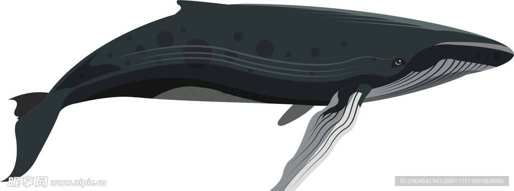 鲸鱼卡通