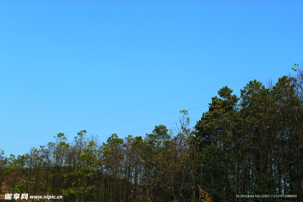 蓝天   树林