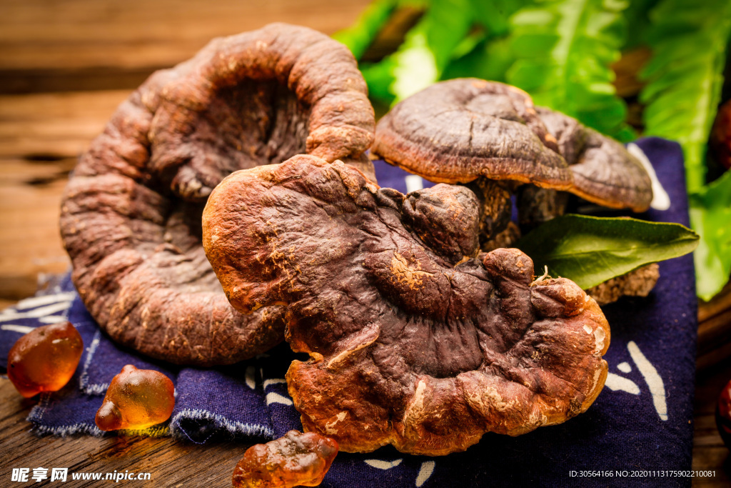 灵芝药材传统背景海报素材