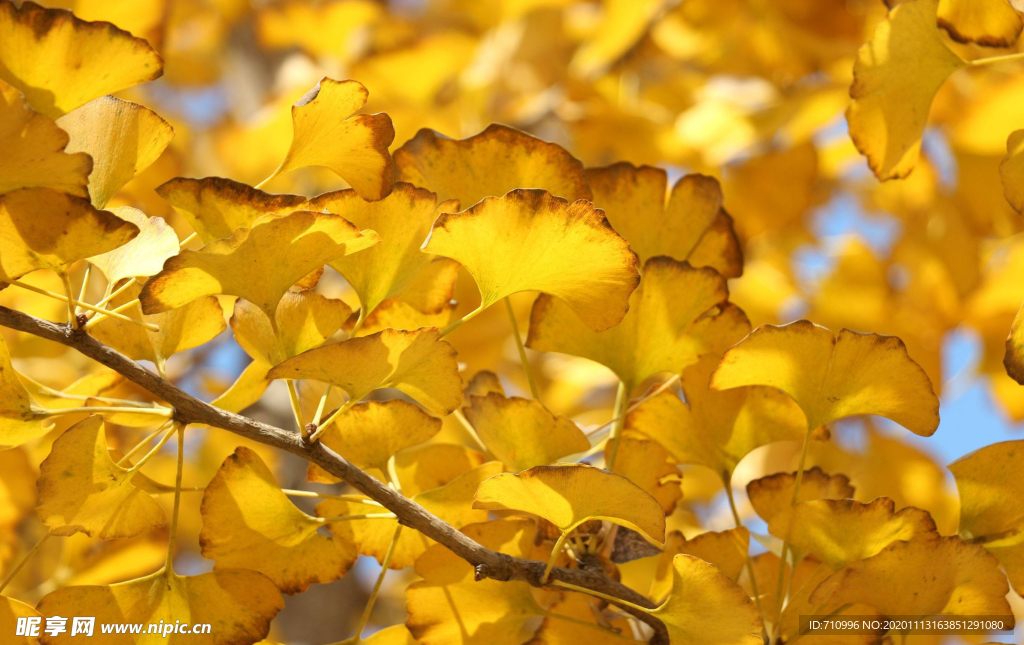 银杏黄金叶