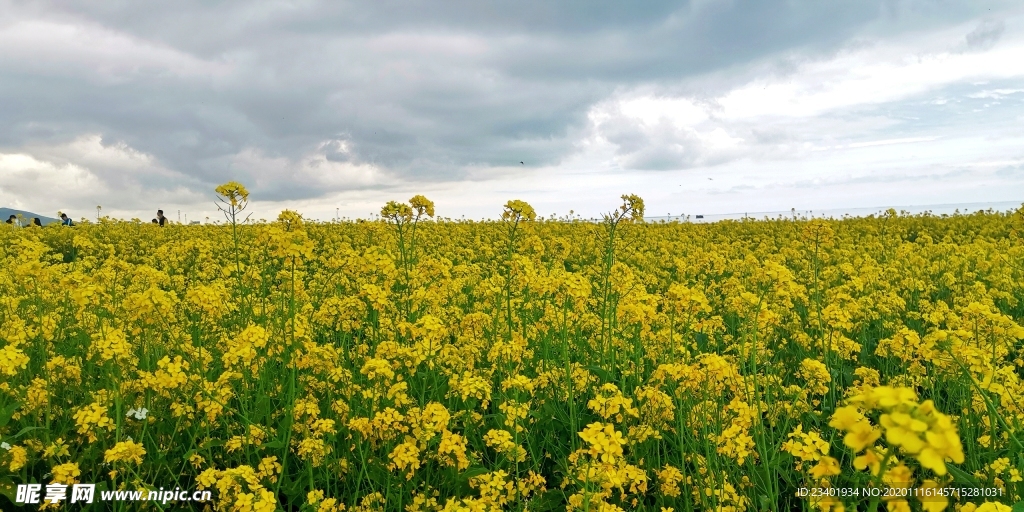 油菜花花海青海湖