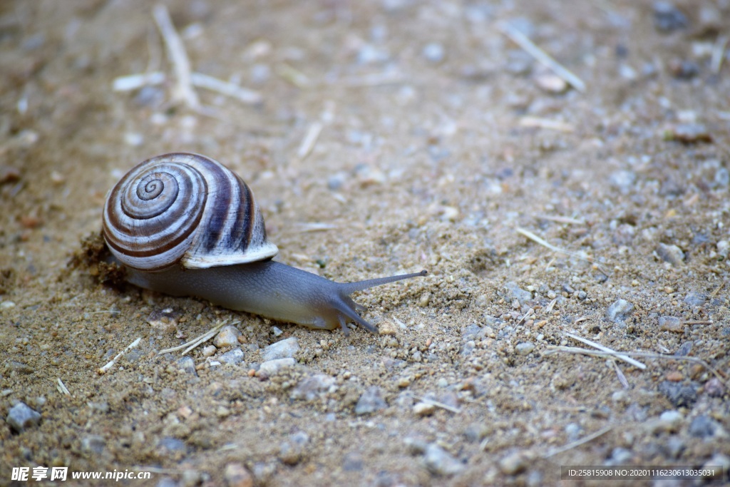 蜗牛