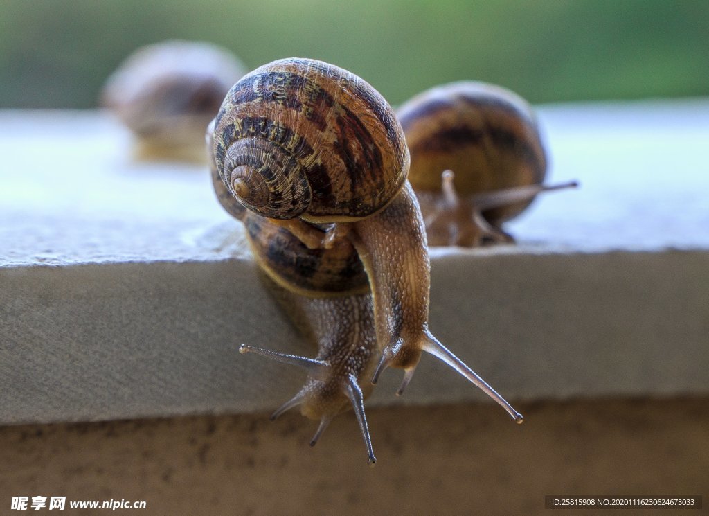 蜗牛