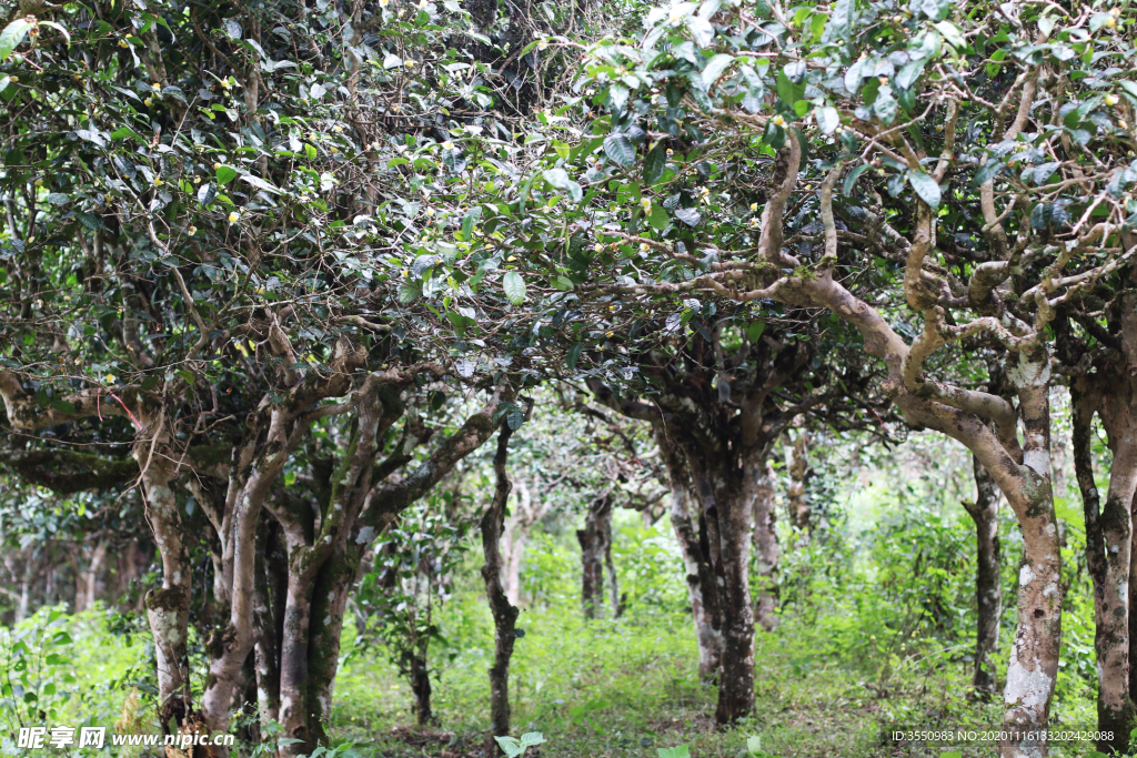 茶山 茶树